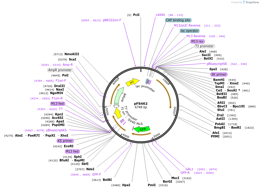 89065-plasmid-map-sequence-id-181187