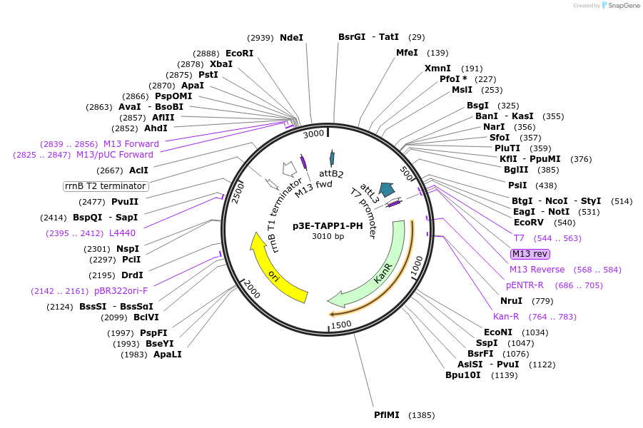 67675-plasmid-map-sequence-id-181197
