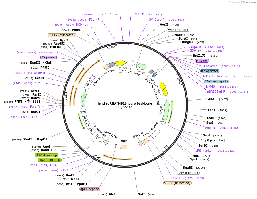 73795-plasmid-map-sequence-id-181202