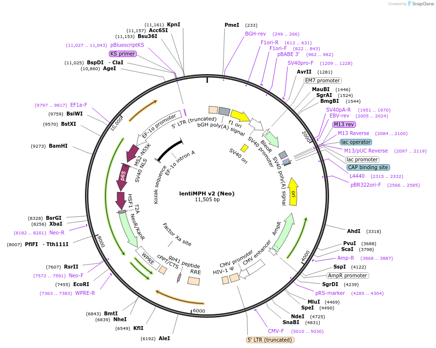 92065-plasmid-map-sequence-id-181210