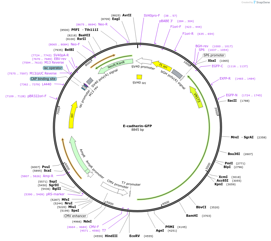 28009-plasmid-map-sequence-id-181212