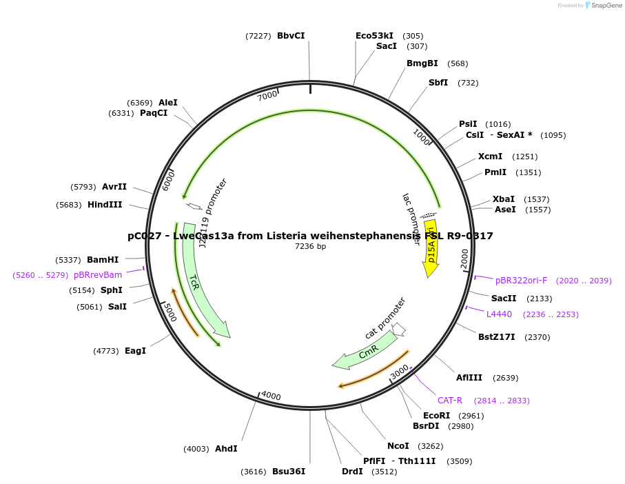 91917-plasmid-map-sequence-id-181262
