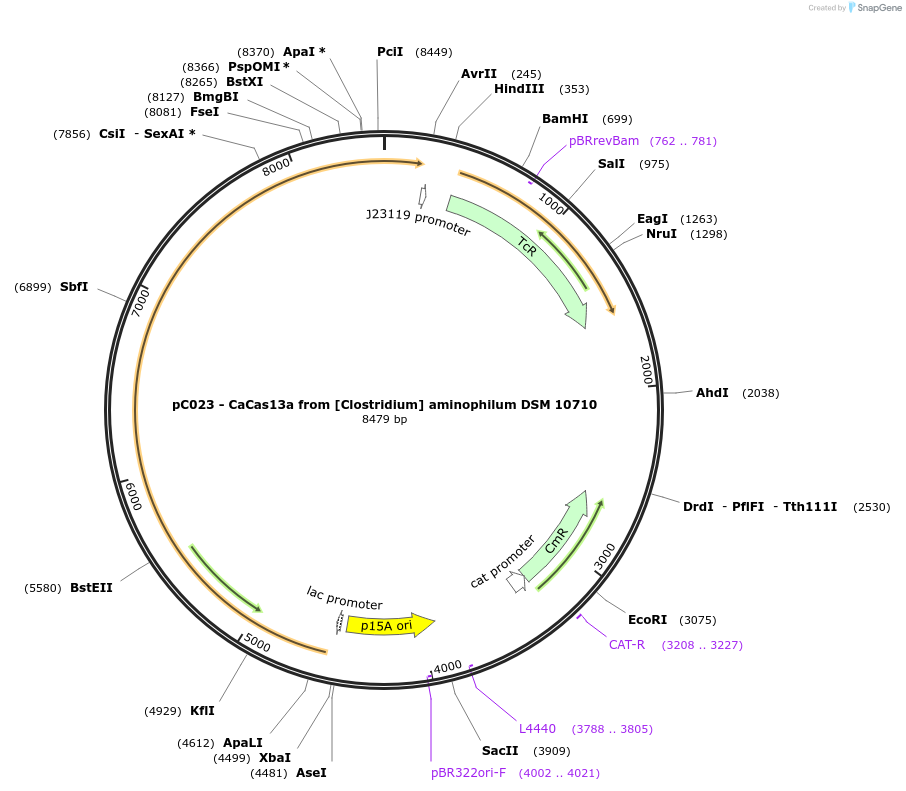 91913-plasmid-map-sequence-id-181267