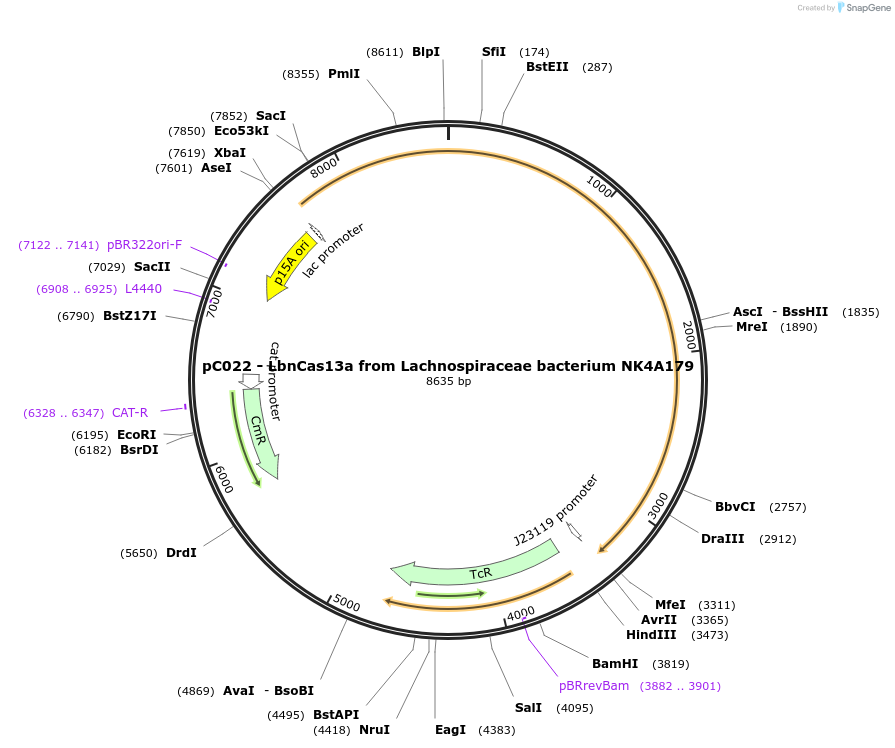 91912-plasmid-map-sequence-id-181268