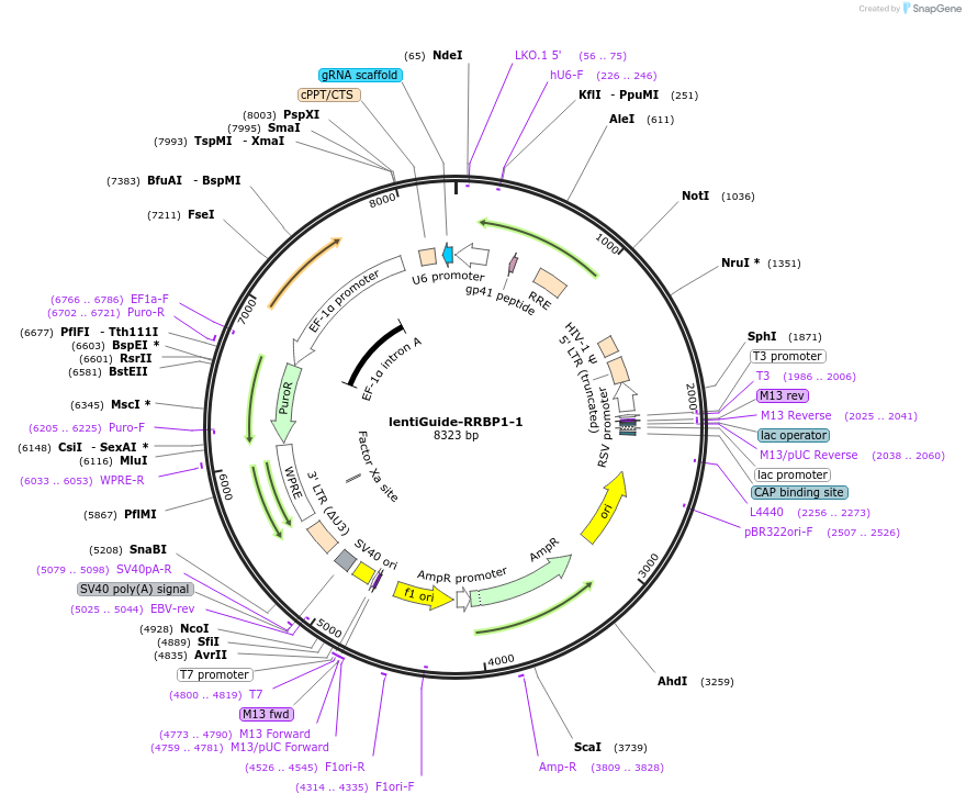 92156-plasmid-map-sequence-id-181270