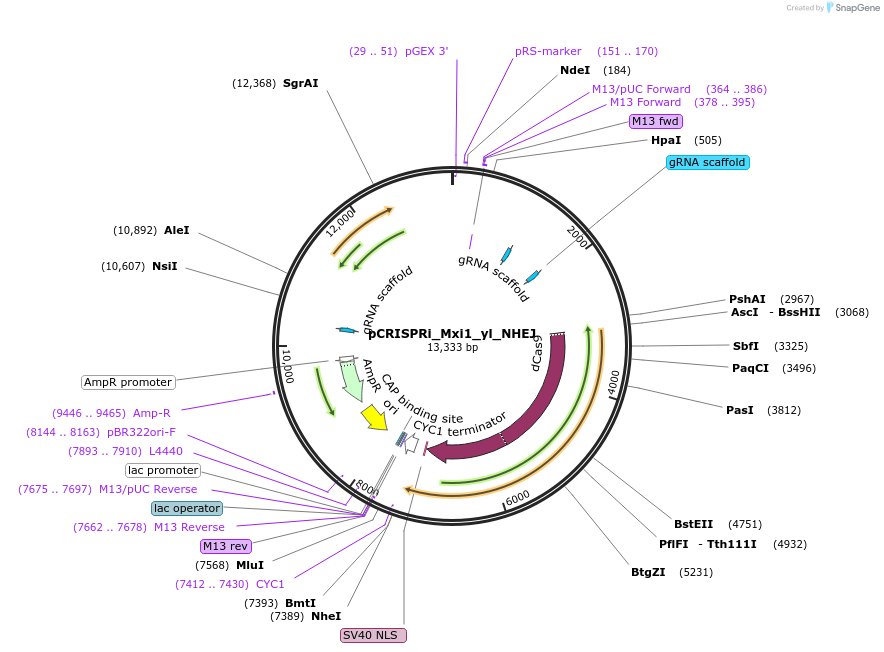 91249-plasmid-map-sequence-id-181276