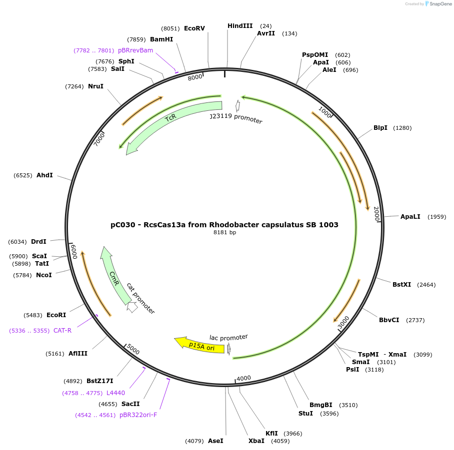 91920-plasmid-map-sequence-id-181301