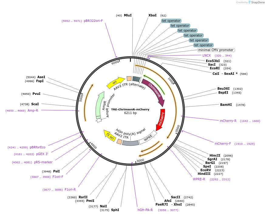 92207-plasmid-map-sequence-id-181303