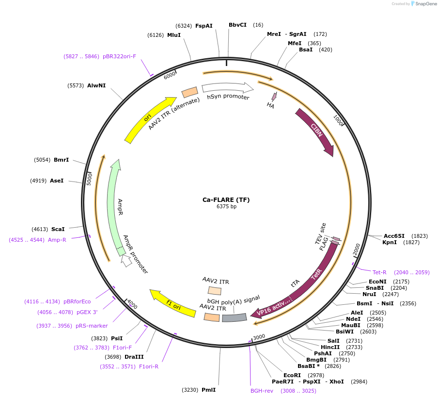 92213-plasmid-map-sequence-id-181304