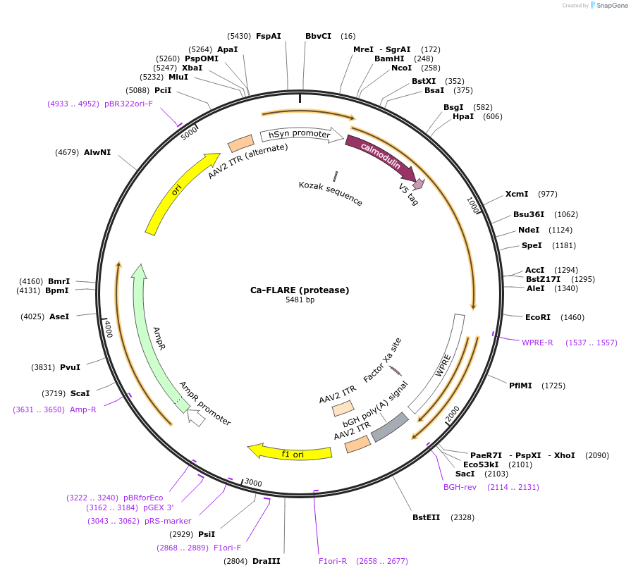 92214-plasmid-map-sequence-id-181305