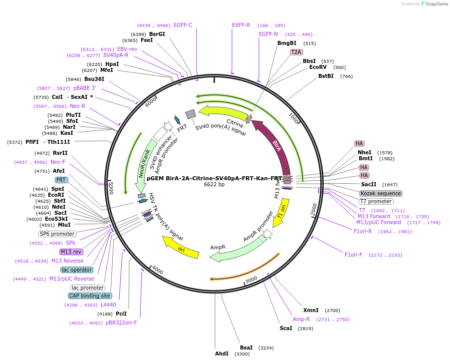 89890-plasmid-map-sequence-id-181309