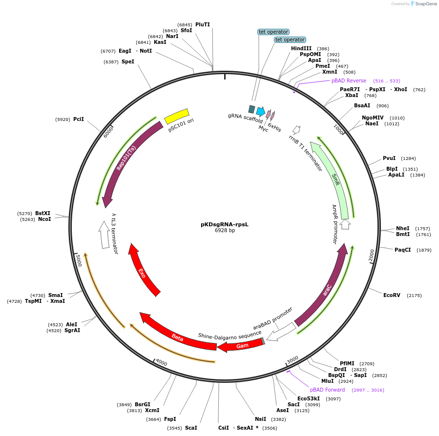 89953-plasmid-map-sequence-id-181330