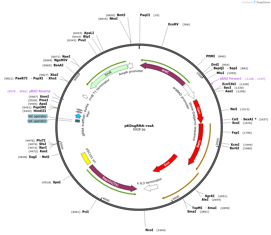 89957-plasmid-map-sequence-id-181335