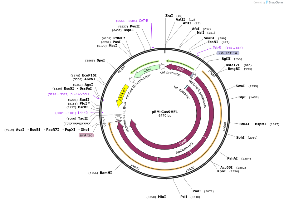 89961-plasmid-map-sequence-id-181339