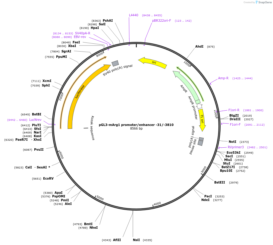 34571-plasmid-map-sequence-id-181340