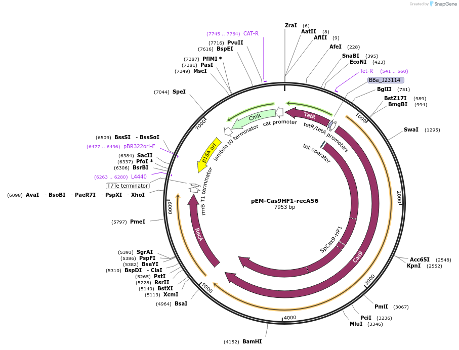 89962-plasmid-map-sequence-id-181341