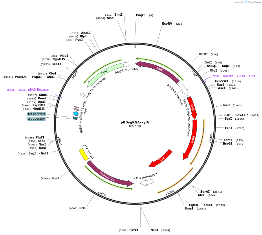 89964-plasmid-map-sequence-id-181343