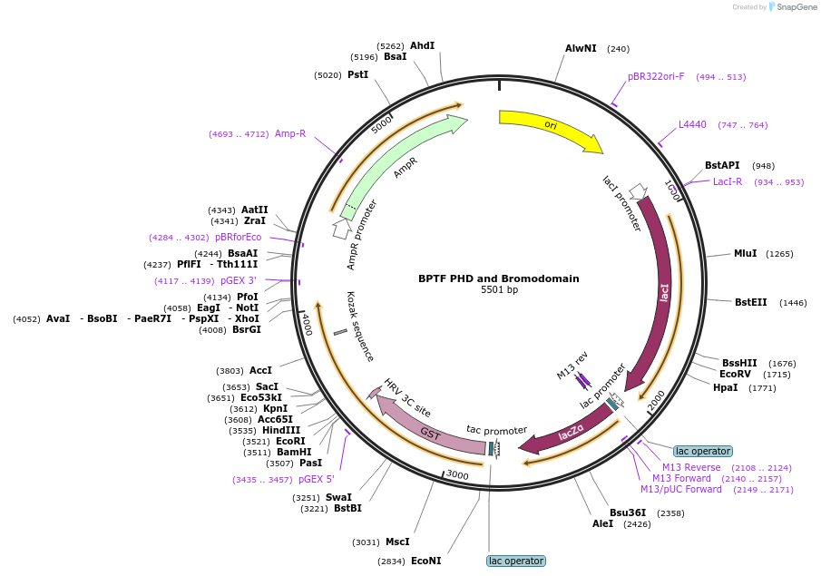 92101-plasmid-map-sequence-id-181346