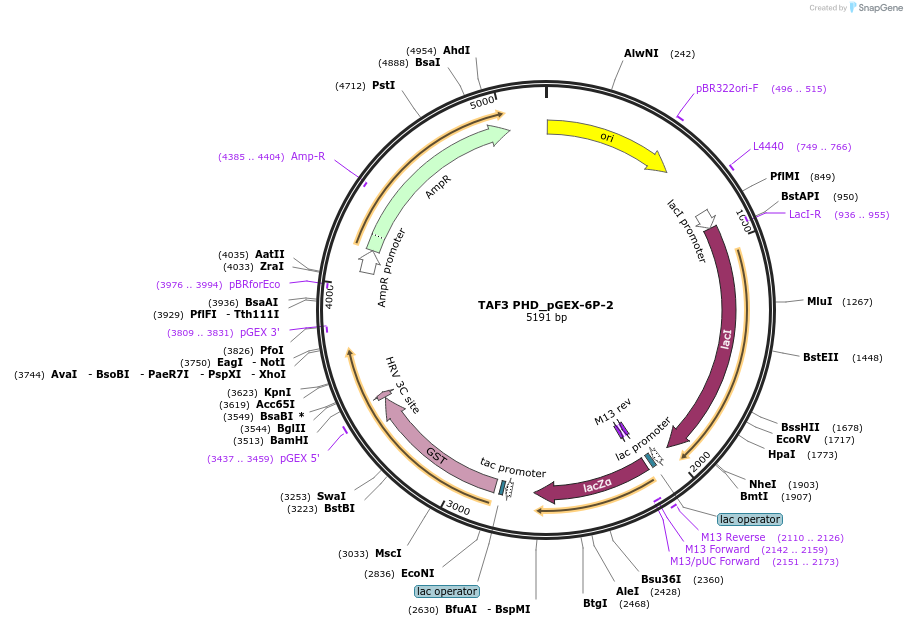 92100-plasmid-map-sequence-id-181348