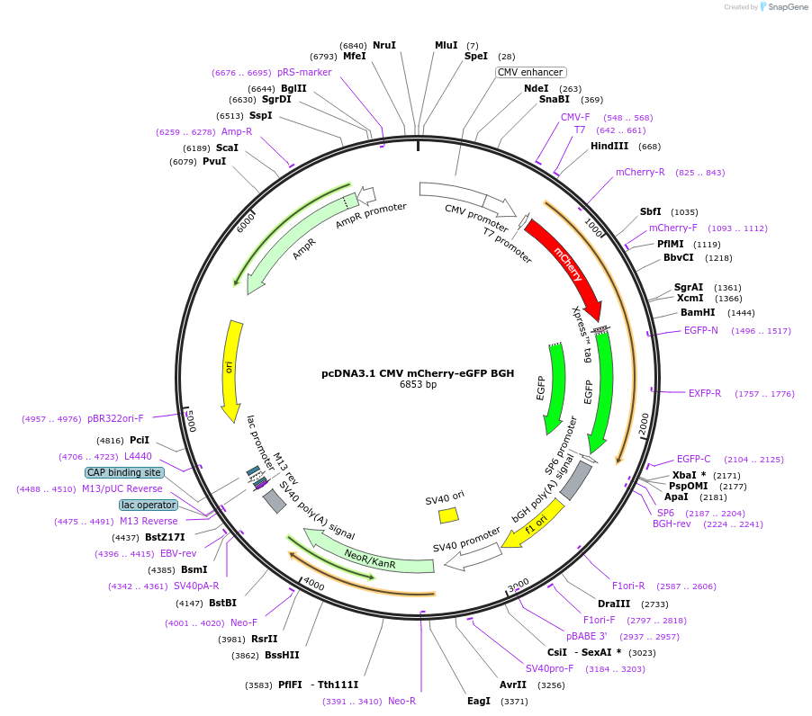 92280-plasmid-map-sequence-id-181360