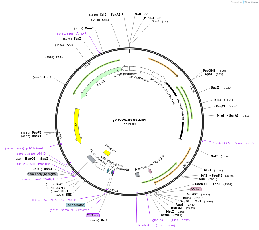 99022-plasmid-map-sequence-id-181373
