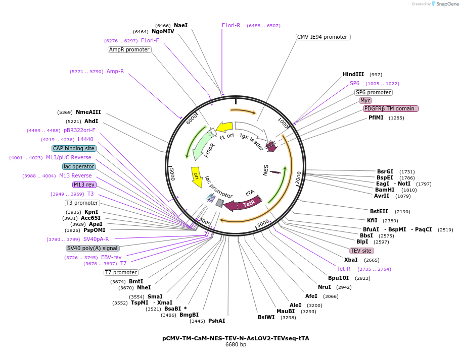 92390-plasmid-map-sequence-id-181393