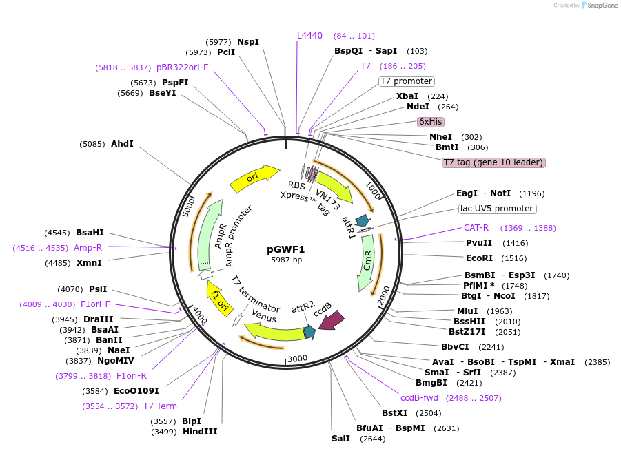 18856-plasmid-map-sequence-id-181402
