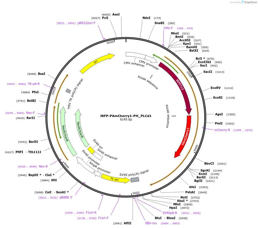 92167-plasmid-map-sequence-id-181413
