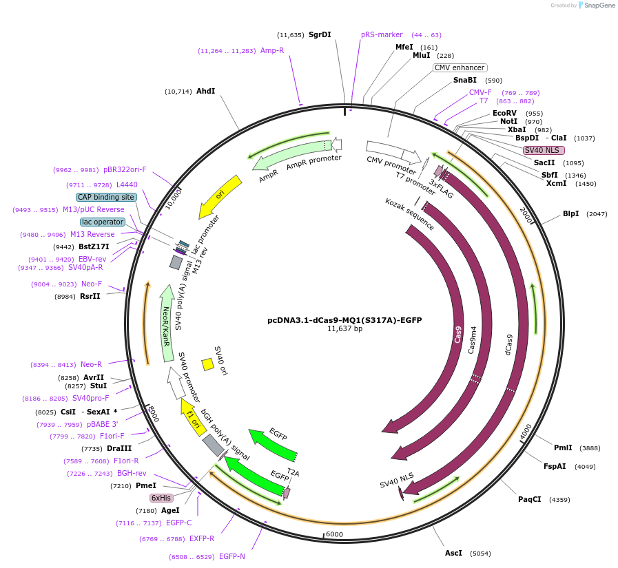 89636-plasmid-map-sequence-id-181439