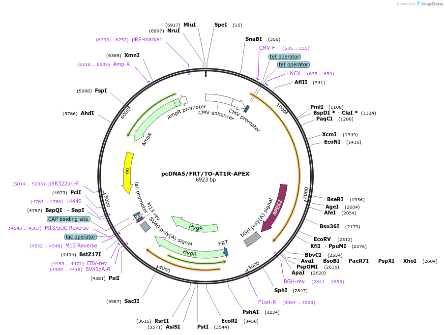 96847-plasmid-map-sequence-id-181447