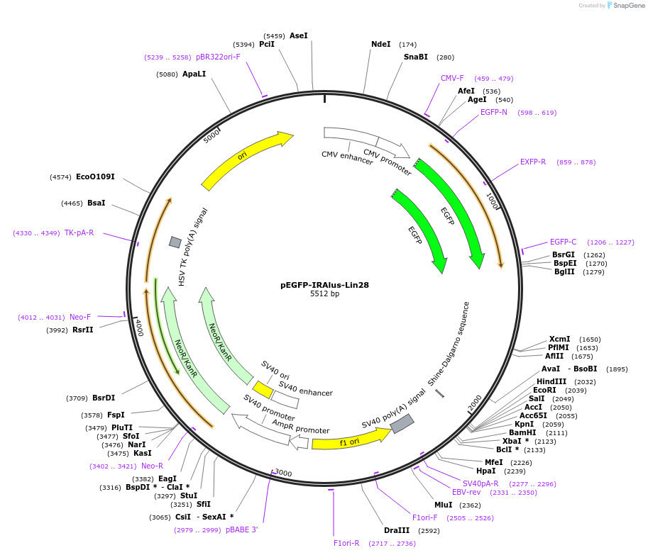 92347-plasmid-map-sequence-id-181448