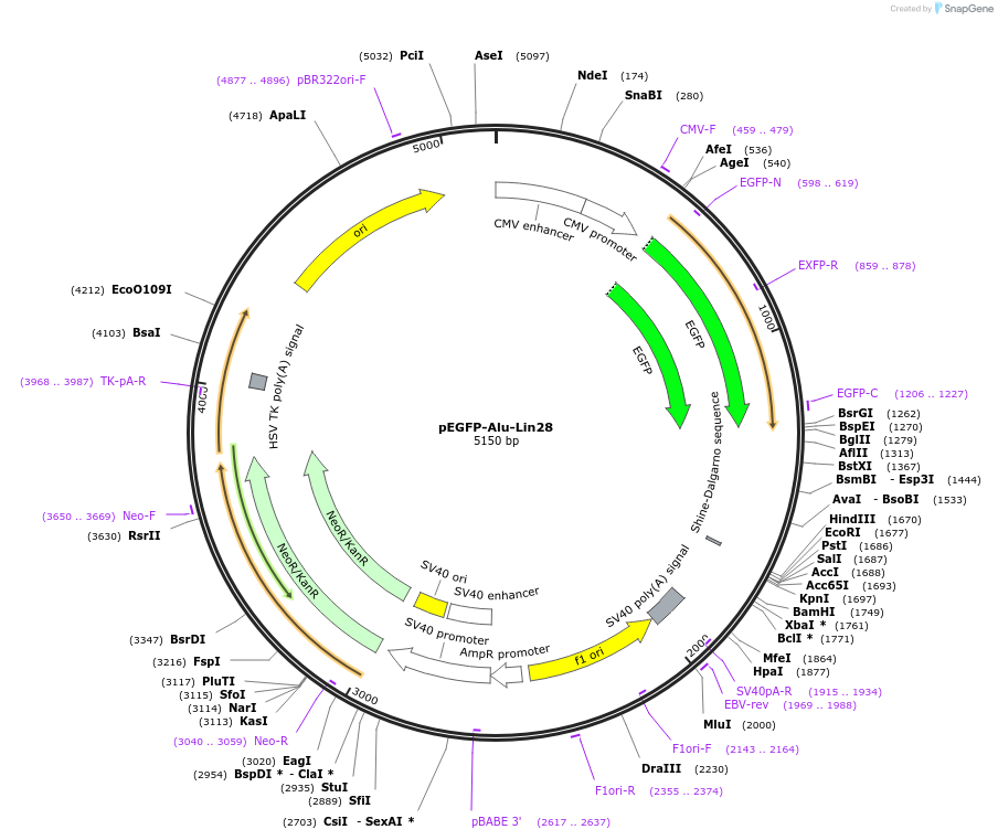 92346-plasmid-map-sequence-id-181449
