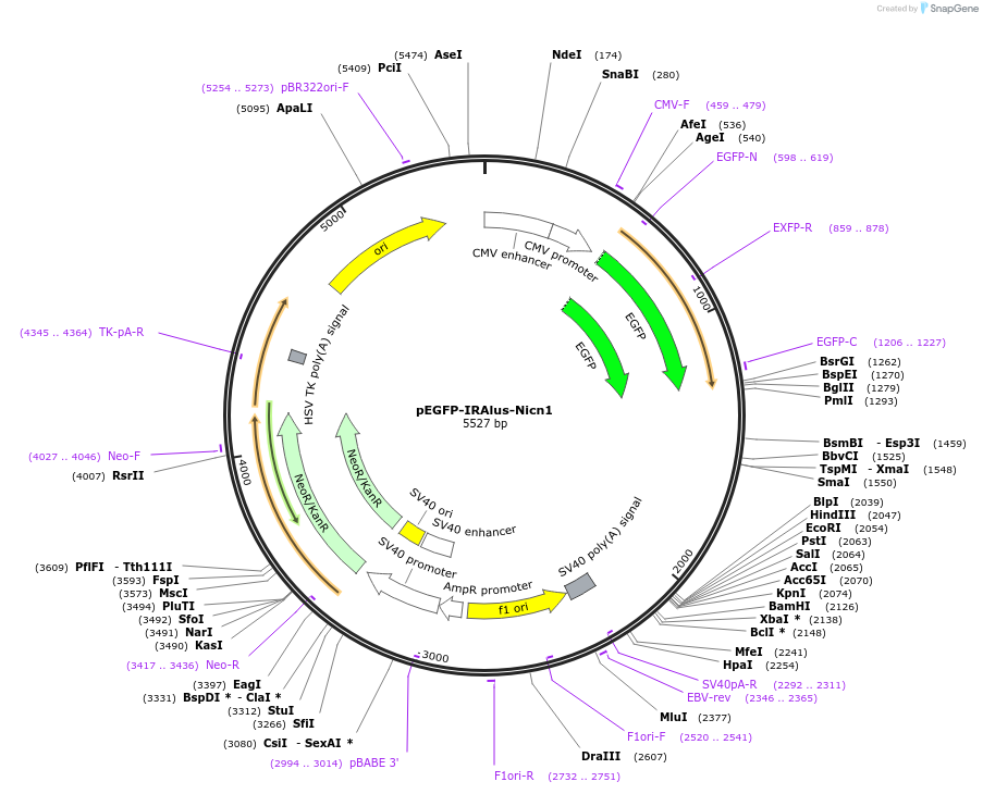 92345-plasmid-map-sequence-id-181450