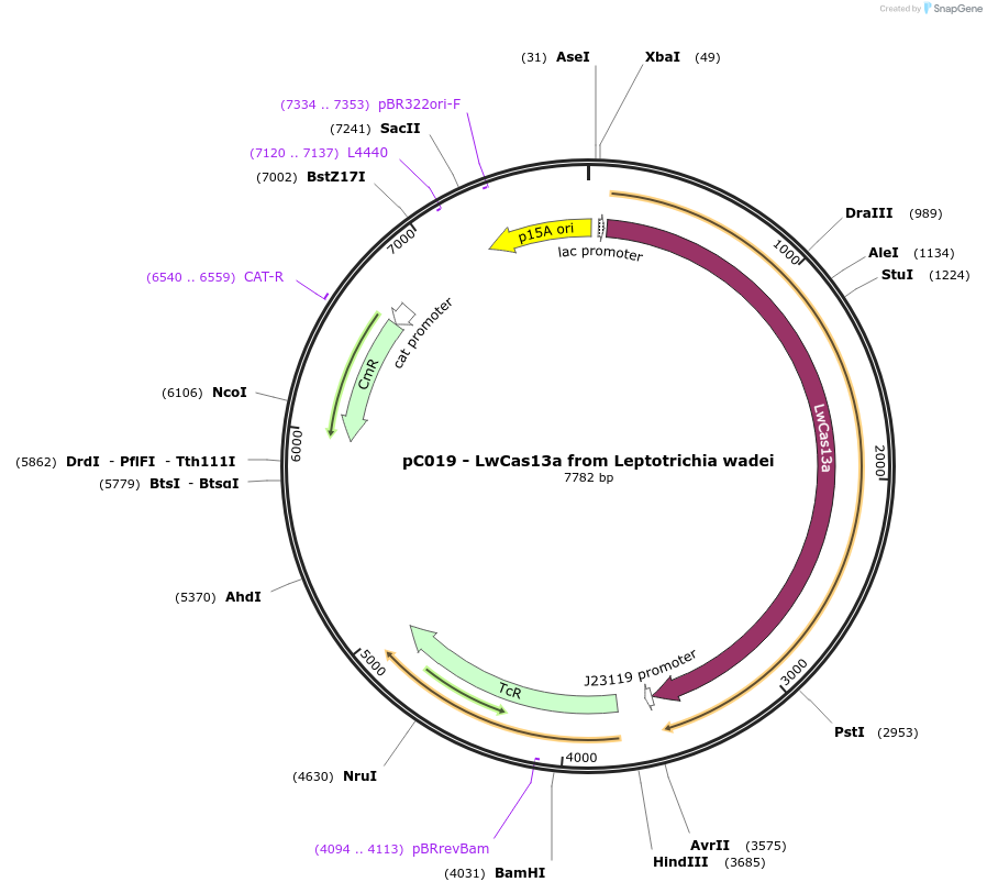 91909-plasmid-map-sequence-id-181452