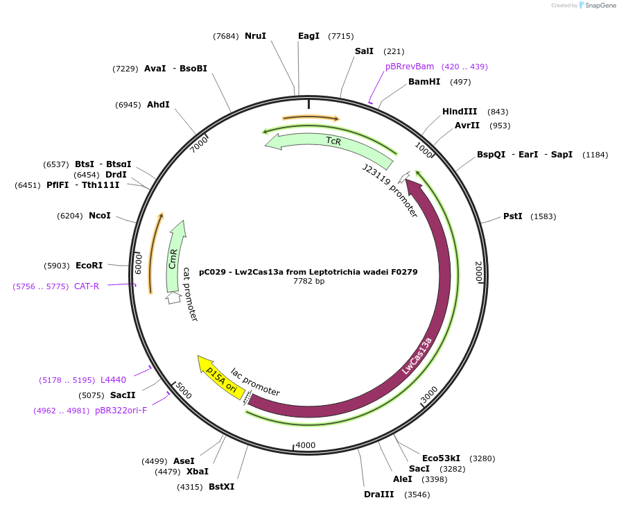91919-plasmid-map-sequence-id-181453