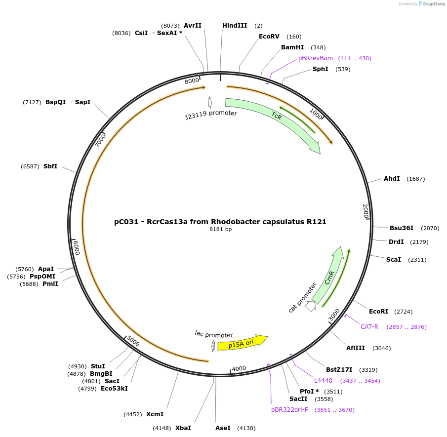 91921-plasmid-map-sequence-id-181455