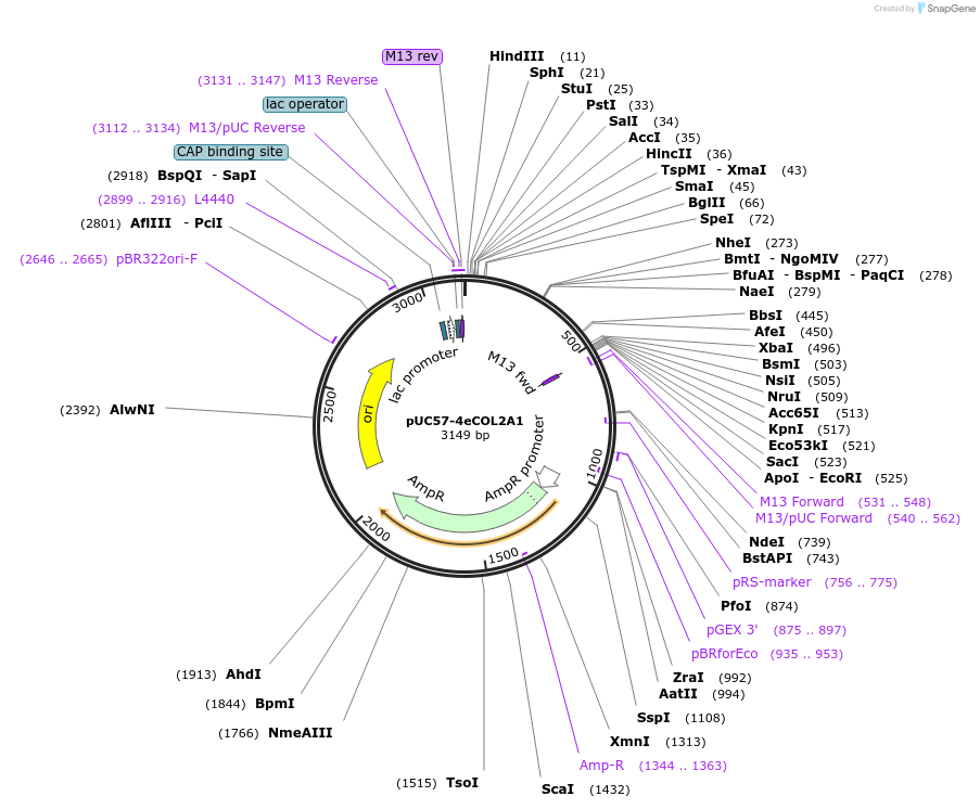 97211-plasmid-map-sequence-id-181460