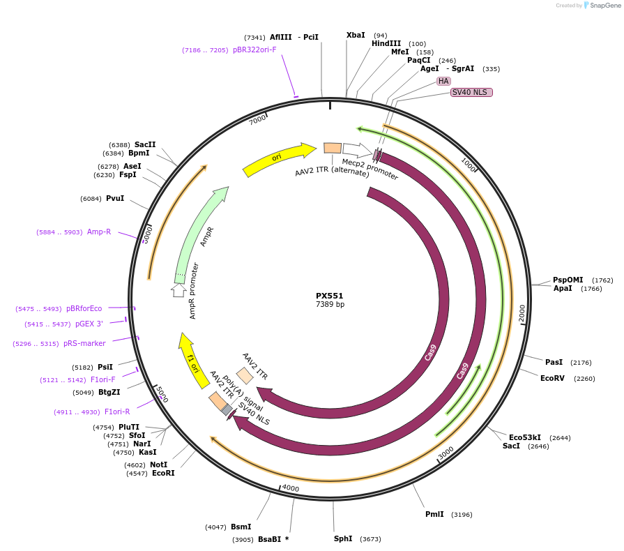 60957-plasmid-map-sequence-id-181490