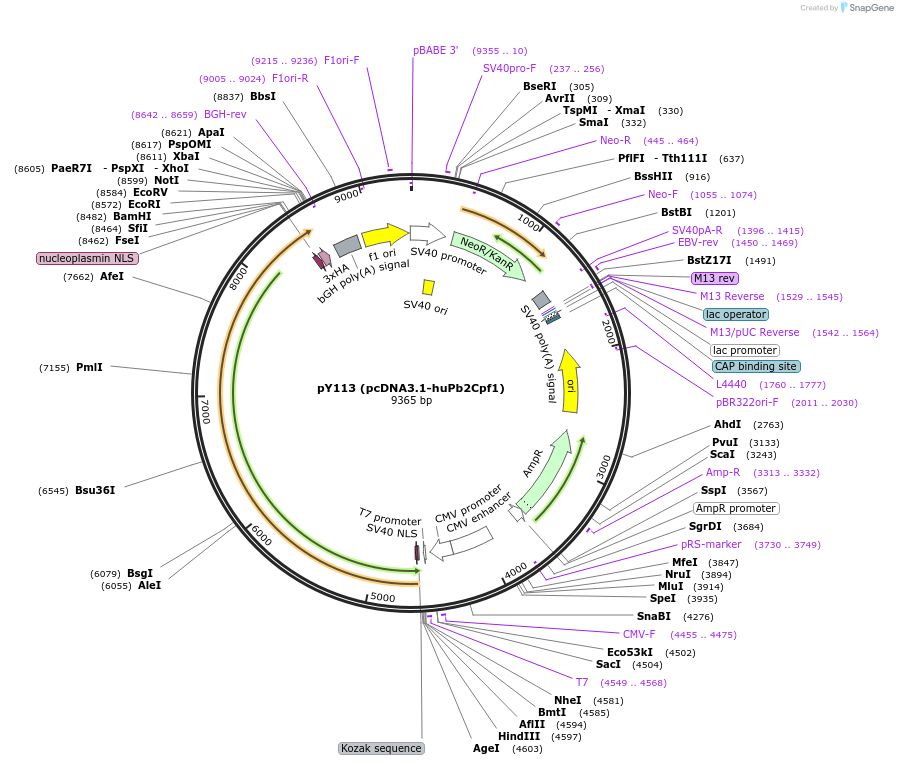 92272-plasmid-map-sequence-id-181492