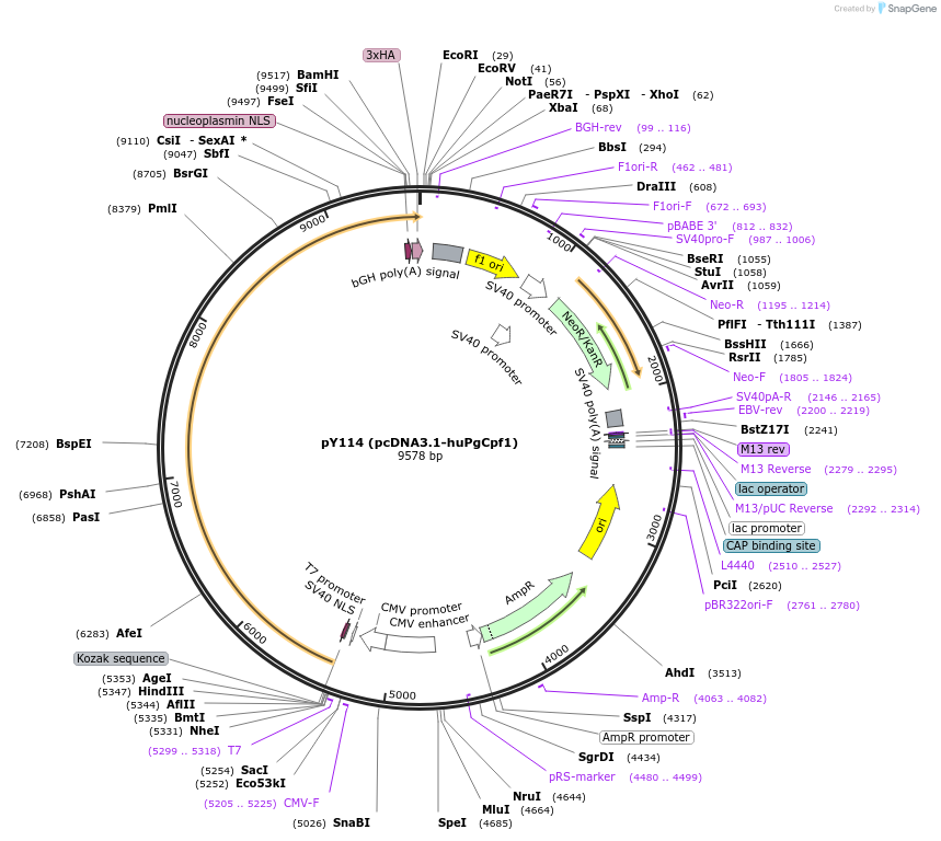 92273-plasmid-map-sequence-id-181493