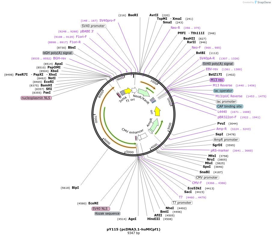 92275-plasmid-map-sequence-id-181494