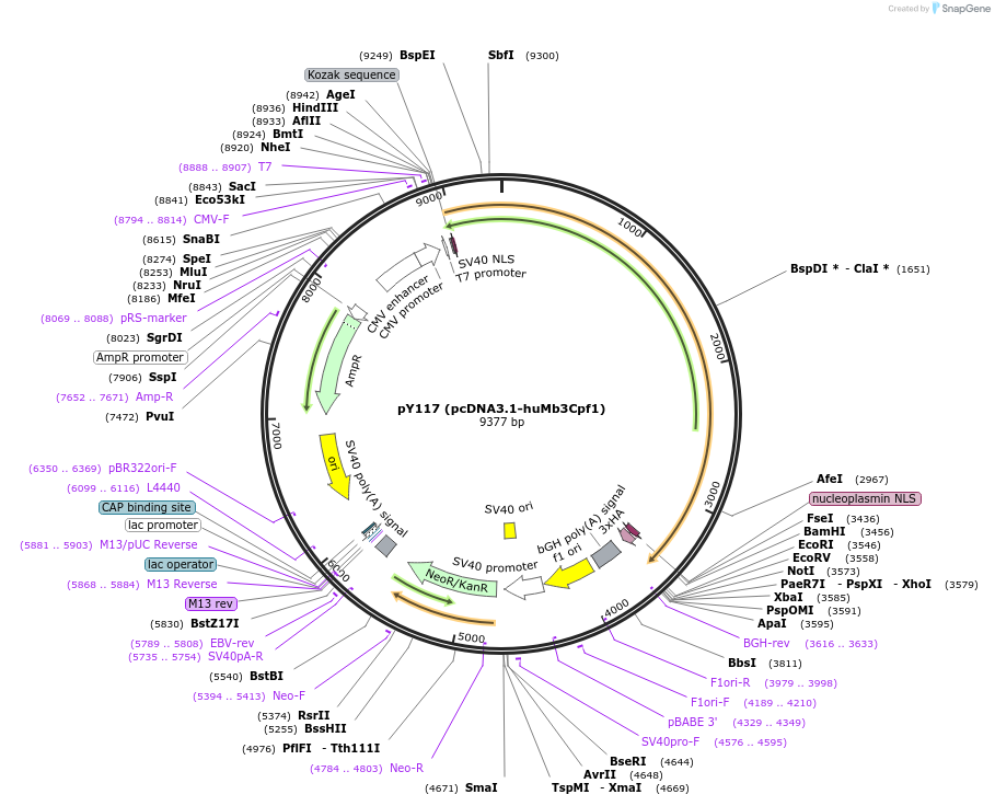 92293-plasmid-map-sequence-id-181495