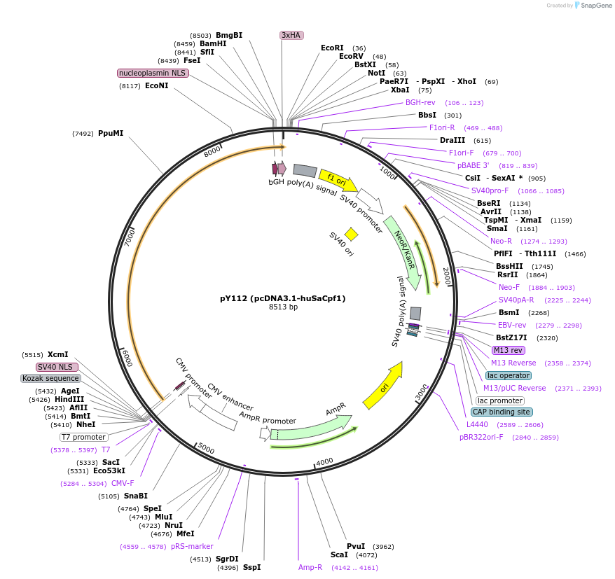 92269-plasmid-map-sequence-id-181496