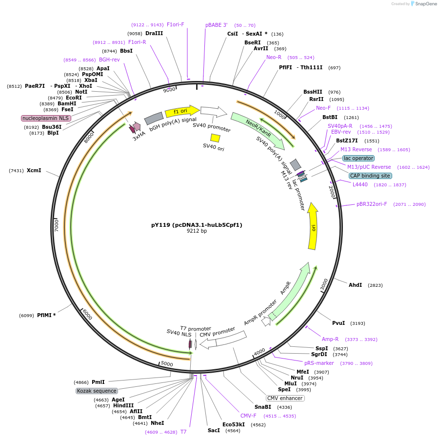 92295-plasmid-map-sequence-id-181498