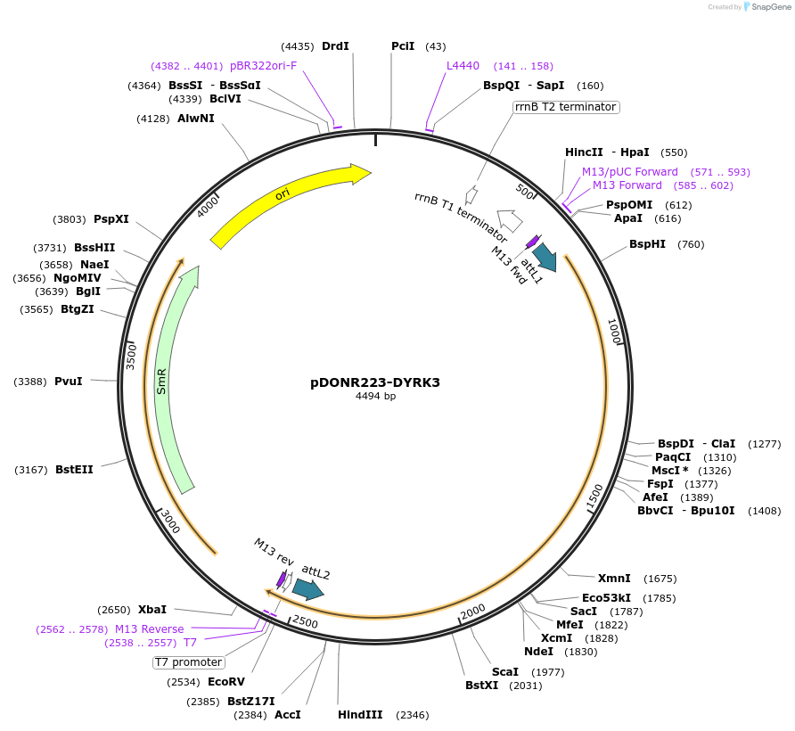 23635-plasmid-map-sequence-id-181500
