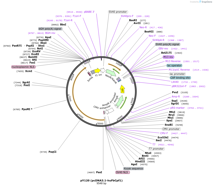 92296-plasmid-map-sequence-id-181502