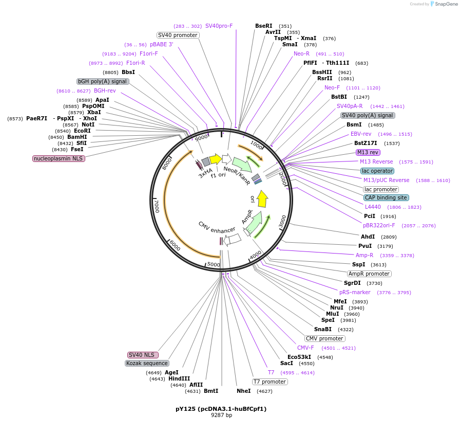 92301-plasmid-map-sequence-id-181503