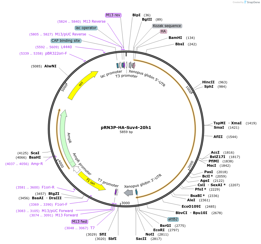 86689-plasmid-map-sequence-id-181508