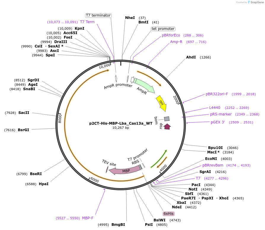 91867-plasmid-map-sequence-id-181511