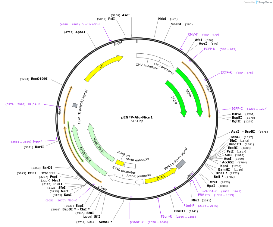 92344-plasmid-map-sequence-id-181521
